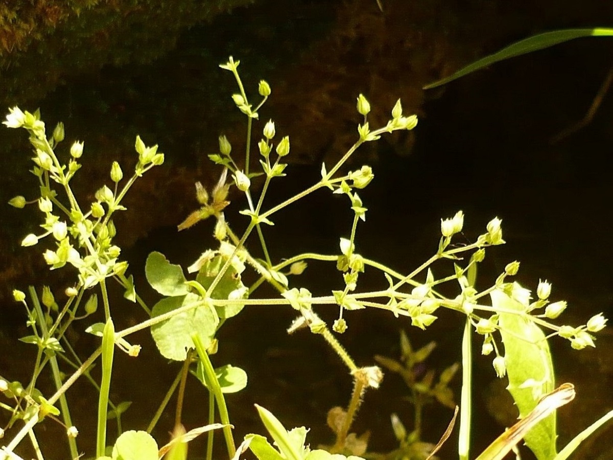 Arenaria serpyllifollia (Caryophyllaceae)